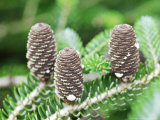 Abies Koreana, Close-up of Cones on Branch Lámina fotográfica por Christopher Fairweather Abies Koreana, Close-up of Cones on Branch Lámina fotográfica por Christopher Fairweather