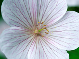 Geranium Clarkei "Kashmir White" Fotografie-Druck von Lynn Keddie