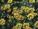 Gazania Splendens "Daybreak Red Stripe" Photographie par Brian Carter