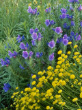 Echium Vulgare Santolina Fotografie-Druck von Sunniva Harte