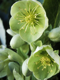 Helleborus Argutifolius, Close-up of Green Flower, January Lámina fotográfica por Chris Burrows Helleborus Argutifolius, Close-up of Green Flower, January Lámina fotográfica por Chris Burrows