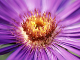 Aster Novae, Angliae 