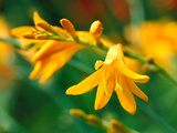 Crocosmia "Jennine," Close-up of Orange Flowers Fotografie-Druck von Lynn Keddie