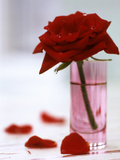 Red Rose in Glass Vase with Petals Scattered Around Base Lámina fotográfica por James Guilliam Red Rose in Glass Vase with Petals Scattered Around Base Lámina fotográfica por James Guilliam