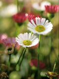 Erigeron Karvinskianus, Close-up of White/Red Flower Heads Lámina fotográfica por Lynn Keddie Erigeron Karvinskianus, Close-up of White/Red Flower Heads Lámina fotográfica por Lynn Keddie