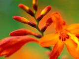 Crocosmia "Venus," Close-up of Orange/Red Flower Head Photographic Print by Lynn Keddie