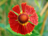 Helenium Hoopesii, Close-up of Red Flower Head Fotografie-Druck von Lynn Keddie