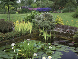Small Pond with Water Lily, Arum Lily, Umbrella Plant and Curled Pondweed Photographic Print by Ron Evans