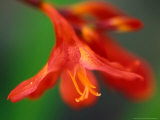 Crocosmia "Bressingham Blaze," Close-up of Red Flower Fotografie-Druck von Lynn Keddie