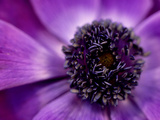 Anenome Coronaria (Crown Anemone) Extreme Close-up of Purple Flower Lámina fotográfica por James Guilliam