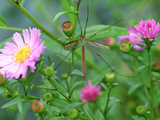 Crane Fly on Aster Flowers October Fotografie-Druck von Lynn Keddie