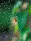 Spider in the Middle of Cobweb, September Lámina fotográfica por Lynn Keddie Spider in the Middle of Cobweb, September Lámina fotográfica por Lynn Keddie