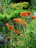 Orange Papaver (Poppy) Flowers in Combination with Carex Elata "Aurea" "Bowles Golden Sedge" Photographic Print by Ron Evans