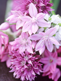 Bunch 0F Allium Scoenoprasum, Allium Unifoloium & Allium Oreophilum Bunch 0F Allium Scoenoprasum, Allium Unifoloium & Allium Oreophilum