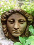 Container, Wall Mounted Head & Lysimachia Nummularia Fotografie-Druck von Sunniva Harte