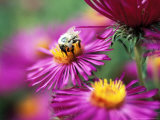 Bee on Aster Novae Angliae Lámina fotográfica por Lynn Keddie Bee on Aster Novae Angliae Lámina fotográfica por Lynn Keddie