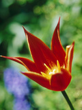 Tulipa "Queen of Sheba" Photographic Print by Bjorn Forsberg