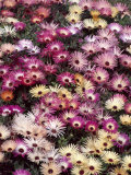 Dorotheanthus Bellidiflorus (Livingstone Daisy) (Syn. Mesembryanthemum Criniflorum) in Flower Fotografisk trykk av Chris Burrows Dorotheanthus Bellidiflorus (Livingstone Daisy) (Syn. Mesembryanthemum Criniflorum) in Flower Fotografisk trykk av Chris Burrows