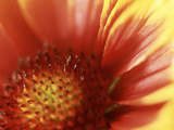 Gaillardia Grandiflora Dazzler, Close-up of Red Flower Photographic Print by Ron Evans