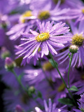 Aster Frikartii "Monch" Close-up of Purple Flowers with Due Photographie par Lynn Keddie