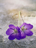 Geranium "Johnson's Blue," Cut Flowers on Stone Fotografie-Druck von Lynn Keddie