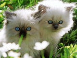 Two White Persian Kittens, Sweden Photographie par Bjorn Forsberg
