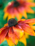 Rudbeckia 