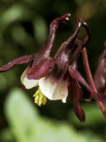 Aquilegia Vulgaris, William Guinness (Syn A. Magpie) Photographie par Chris Burrows