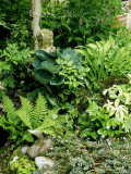 Foliage Plants in Many Shades of Green Photographic Print by Ron Evans