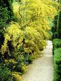 Bright Yellow Flowering Spiny Shrub Genista Syn. Chamaespartium (Broom), Oxfordshire Garden Fotoprint van David Dixon Bright Yellow Flowering Spiny Shrub Genista Syn. Chamaespartium (Broom), Oxfordshire Garden Fotoprint van David Dixon