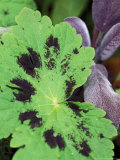 Geranium Phaeum 