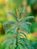 Euphorbia Griffithii "Fireglow," Cobweb Covering Foliage, September Photographie par Lynn Keddie