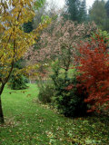 Tapestry of Conifer and Evergreen Trees in Combination with Maple and Rowan Photographic Print by Ron Evans