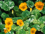 Tropaeolum Majus Alaska Series (Nasturtium) Orange Flower and Variegated Foliage September Lámina fotográfica por Ron Evans Tropaeolum Majus Alaska Series (Nasturtium) Orange Flower and Variegated Foliage September Lámina fotográfica por Ron Evans