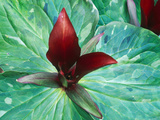 Trillium Chloropetalum Gigantium Fotografie-Druck von Sunniva Harte