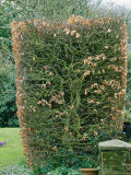 Fagus Sylvatica (Beech) Hedge Fotografie-Druck von Lynn Keddie