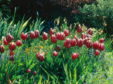 Tulipa "Lustige Witwe" Syn. "Merry Widow" in Flower Photographie par Ron Evans