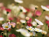 Erigeron Karvinskianus,Close-up of White Flower Heads Photographie par Lynn Keddie