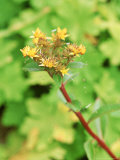 Sedum Aizoon "Euphorbioides" Fotografie-Druck von Lynn Keddie