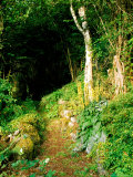 Garden Situated on a Hillside Overlooking Loch Ness, Scotland Photographie par Lynn Keddie