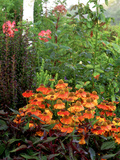 Black Eyed Susan Photographic Print by Ron Evans