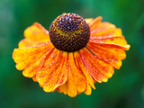 Helenium "Sahins Early Flowerer" Fotografie-Druck von Lynn Keddie
