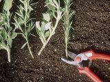Propagation of Herbs, Salvia (Sage) & Rosmarinus (Rosemary) on Soil,Red Secateurs Fotografie-Druck von Georgia Glynn-smith