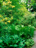 Wiltshire Bog and Woodland Garden with Pond and Lush Foliage Lámina fotográfica por Lynn Keddie