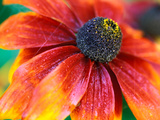 Rudbeckia "Gloriosa Daisies," Close-up of Flower Head Photographic Print by Lynn Keddie