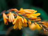 Crocosmia Crocosmia
