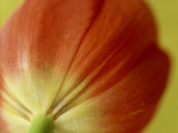 Tulipa (Tulip), Red Petals of Flower with Yellow Base on Green Stem Lámina fotográfica por James Guilliam