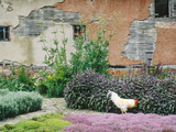 Formal Herb Garden Thyme Lámina fotográfica por Jacqui Hurst