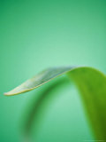 Tulipa Leaves Against Green Background Fotografie-Druck von Andre Jordan