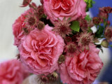 Terracotta Jug with Climbing Rose "Aloha" and Astrantia "Roma" (Masterwort) Photographie par James Guilliam